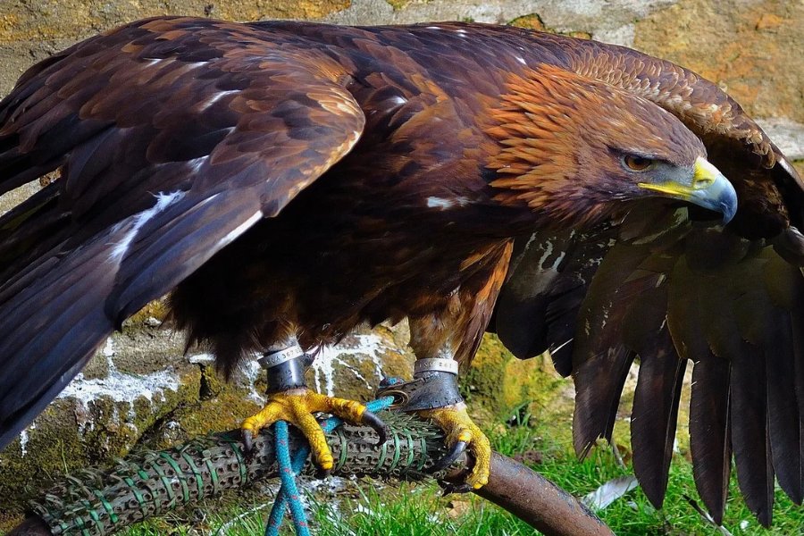 type of bird hancock